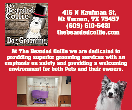 The Bearded Collie Dog Grooming