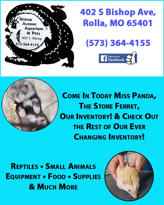 Bishop Avenue Aquariums and Pets